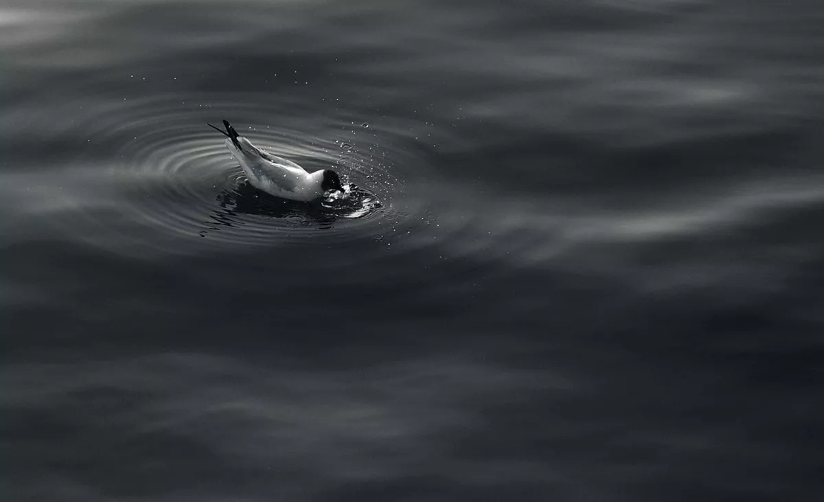 Photography Seagull 10