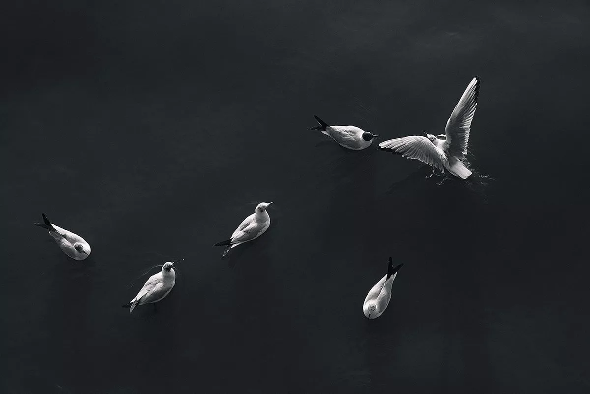 Photography Seagull 11