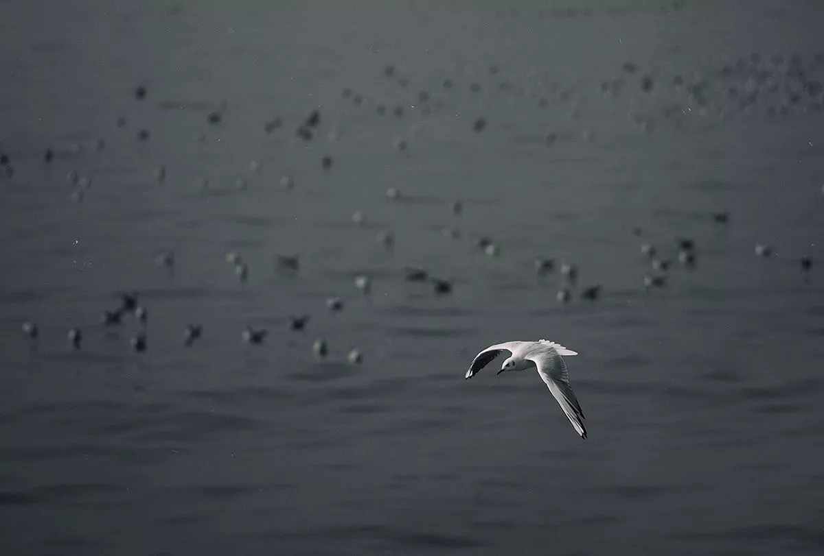 Photography Seagull 12