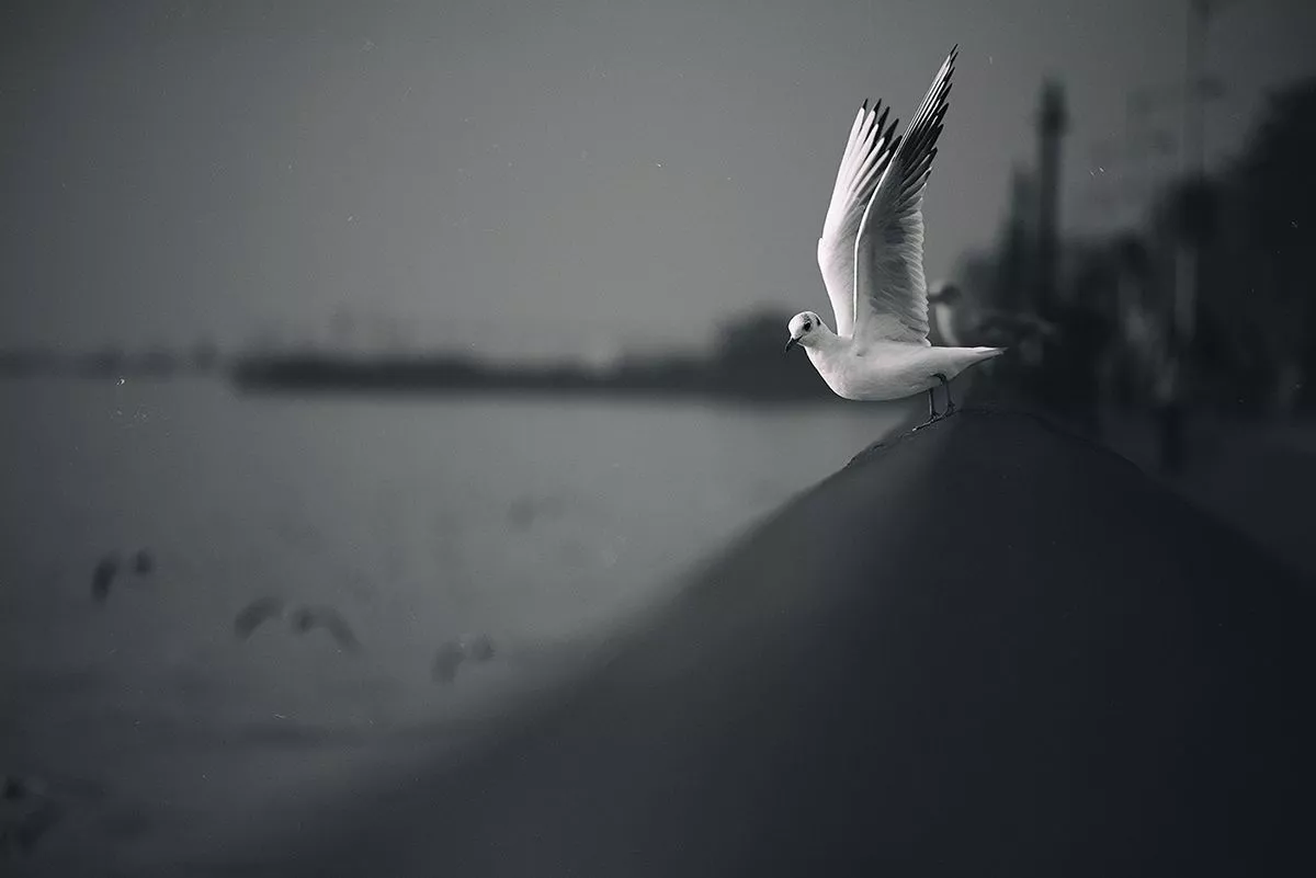 Photography Seagull 2