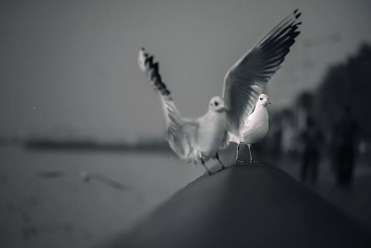Photography Seagull 6