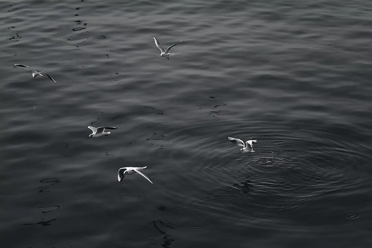 Photography Seagull 7