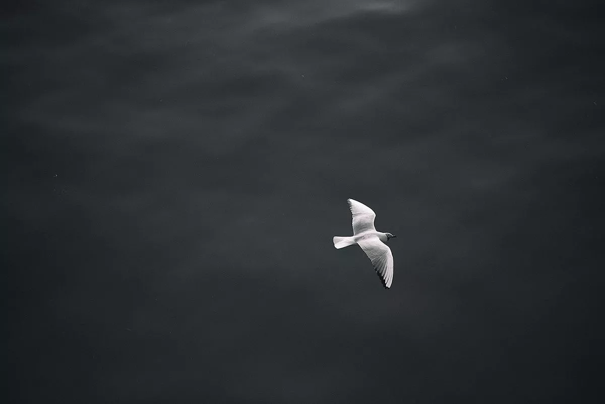 Photography Seagull 8